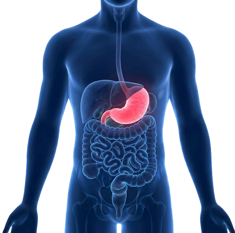 Sistema digestivo humano